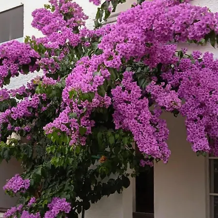 In With Wifi 公寓 *